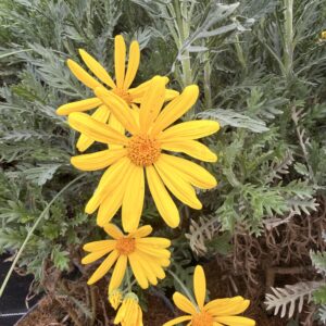Marguerite des savanes - Euryops pectinatus