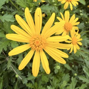 Marguerite de savanes - Euryops pectinatus viridis