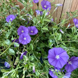 Liseron bleu de Mauritanie - Convolvulus sabatius