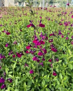 Sauge de Gregg - Salvia greggii 'Amethyst Lips'