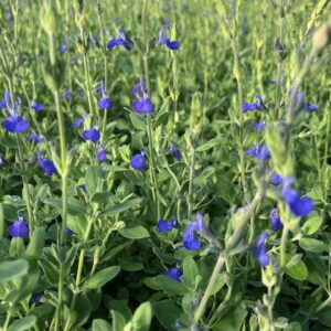 Sauge germandrée - Salvia chamaedryoides