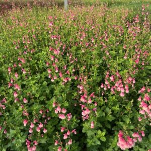 Sauge 'Shell Dancer' - Salvia 'Shell Dancer'