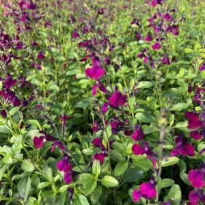 Sauge de Jamestown - Salvia x Jamensis