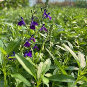 Sauge bleue du Texas - Salvia Lycioides