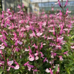 Sauge ornementale 'Dancing Doll' - Salvia 'Dancing Doll'
