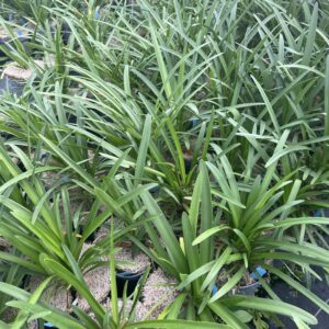 Agapanthe d’Afrique bleue - Agapanthus africanus