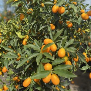Citronnier Limequat - Citrus limon fortunella