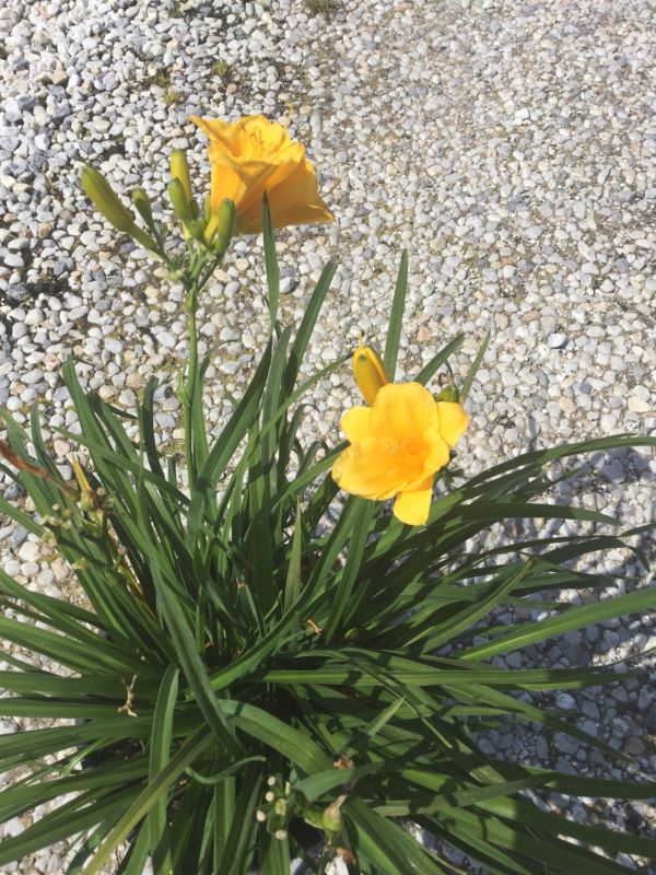 20170810090014985805