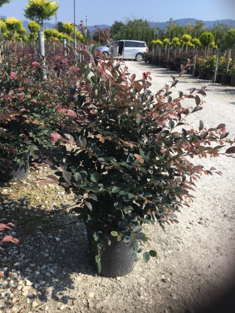 20180823090330251691