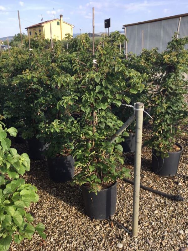 20190614105918159057