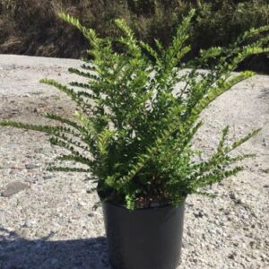 Lonicera nitida 'Maigrün' Chèvrefeuille arbustif 'Maigrün'