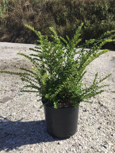 20200930165140920783