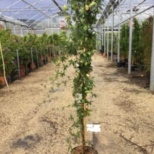 Fleur de la passion blanche et mauve - Passiflore caerulea Constance Elliott