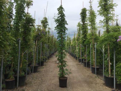 20201001145132252092