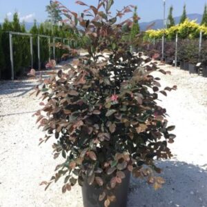 Loropetalum chinense ‘Fire Dance’ – Loropétale de Chine