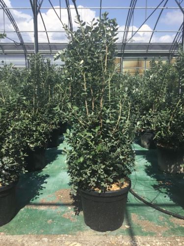 20201007110053144960