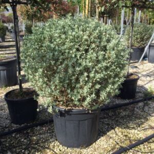 Pourpier de mer, Arroche marine - Atriplex halimus