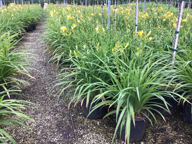 20210521191514174385