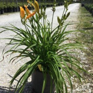 Hemerocalle jaune doré - Hemerocallis 'Stella de Oro'