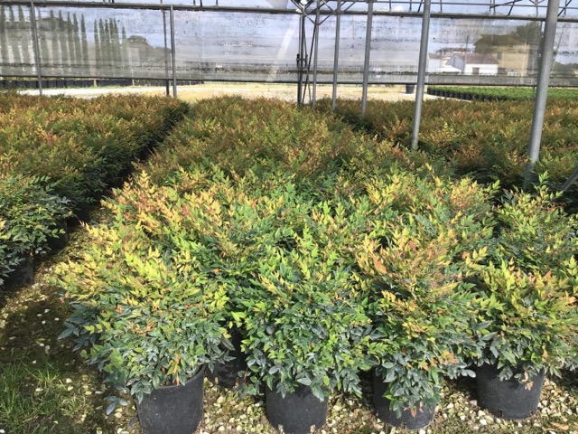 20210814135631737929