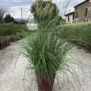 Miscanthus sinensis 'Adagio' — Roseau de Chine 'Adagio'