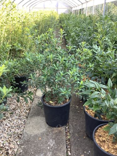 20220323085701067284