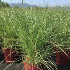 Miscanthus sinensis 'Adagio Red Chief' – Roseau de Chine