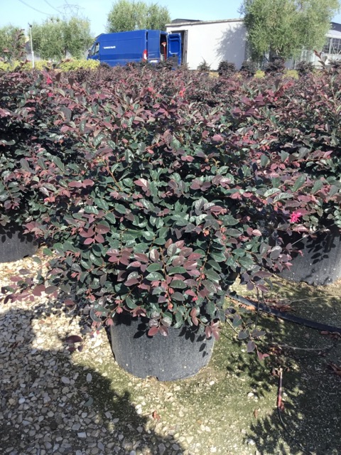 20220707085606535889