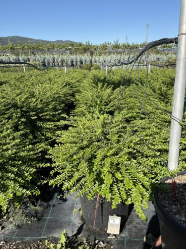 20220920110131897979