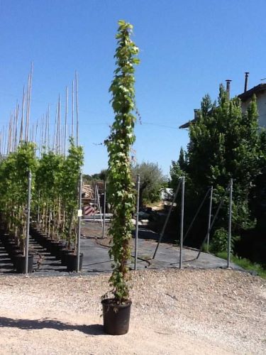 20221223000806195340