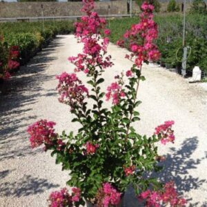 Lilas des Indes 'Coccinea' - Lagerstroemia indica 'Coccinea'