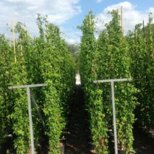 Lonicera japonica 'Halliana' – Chèvrefeuille du Japon 'Halliana'