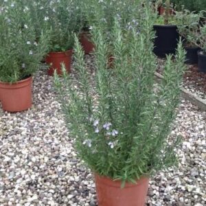 Romarin officinal – Rosmarinus officinalis
