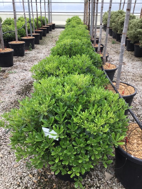 20230307185042317635