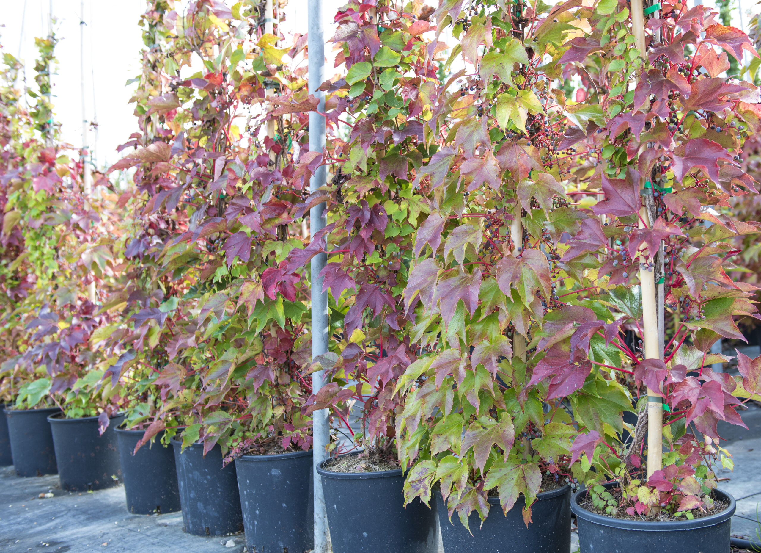 20230314185140505418