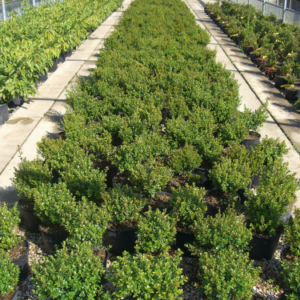 Myrsine africana – Myrsine d’Afrique