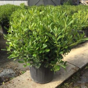 Pittosporum tobira 'Nana' – Pittospore du Japon nain
