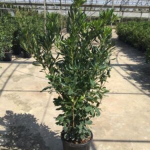 Pittosporum tobira – Pittospore du Japon