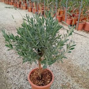 Lavandula dentata – Lavande dentée