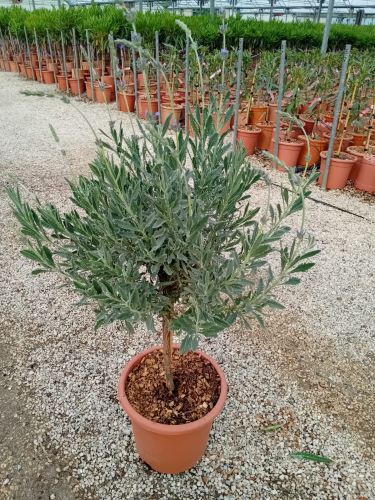 20240522125031731354