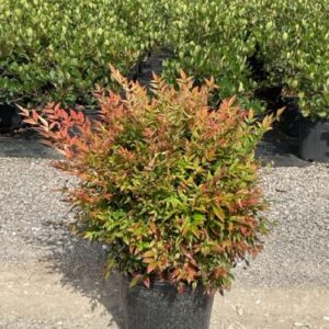 Nandina domestica ‘Gulf Stream’ – Bambou sacré ‘Gulf Stream’