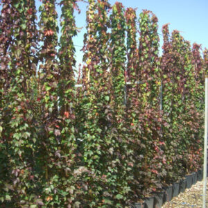 Vigne vierge de Veitch - Parthenocissus tricuspidata 'Veitchii'