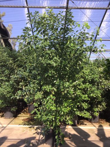 20240823085146839044