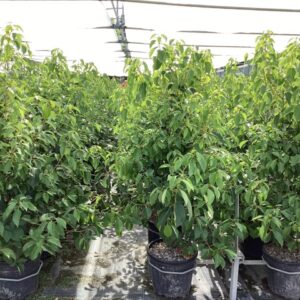 Laurier de Chine- Cinnamomum camphora