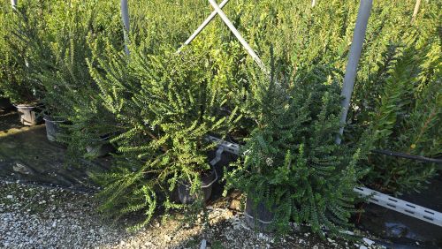 20241119085042197753