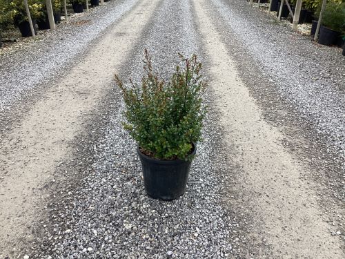 20241219125708971341