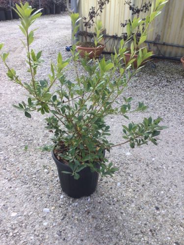 20250102145049988733