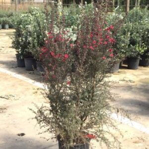 Myrte de Nouvelle - Zélande 'Red Damask' Leptospermum