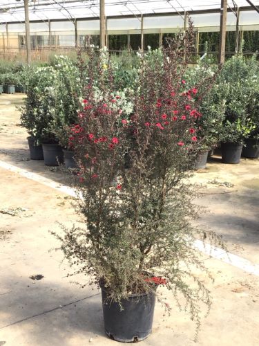 20250405105033159458