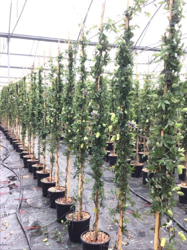 20250418165053007396